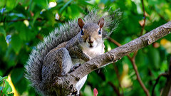 Animals squirrels animal
