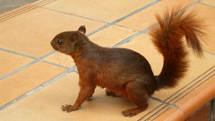 Animals squirrels colombia