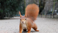 Animals squirrels depth of