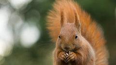 Animals squirrels depth of