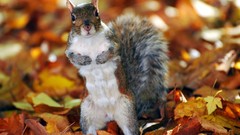 Animals squirrels fallen leaves