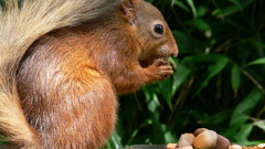 Animals squirrels nuts