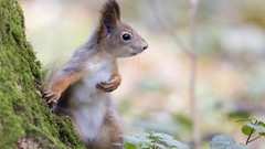 Animals squirrels Rodents