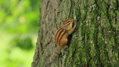 Animals squirrels Rodents chipmunks