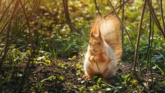 Animals squirrels sergey piltnik