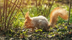 Animals squirrels sergey piltnik