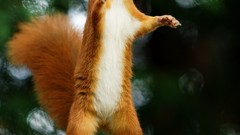 Animals squirrels standing