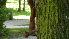 Animals squirrels tree trunk