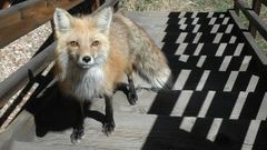 Animals stairways foxes