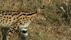 Animals stare grass outdoors