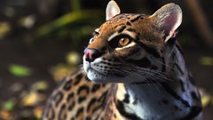 Animals stare ocelots