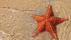 Animals starfish