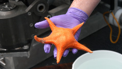 Animals starfish Aquarium and