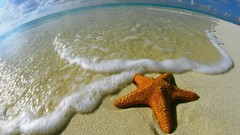 Animals starfish Maldives shore