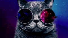 Animals Stars cars glasses outer space