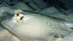 Animals stingray