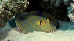 Animals stingray