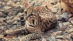 Animals stones feline ocelots