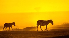 Animals storm dust evening zebras sunlight