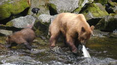 Animals streams Bears baby