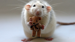 Animals stuffed animals Rats
