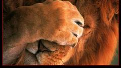 Animals stupidity facepalm Lions