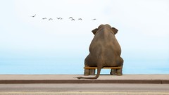 Animals summer Birds bench Greece lonely elephants sitting skies