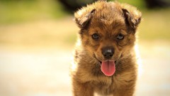 Animals summer Puppies Dogs pets