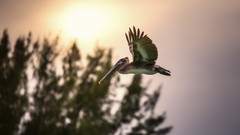 Animals sun Birds Pelicans blurred background