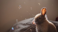 Animals sun bubbles fur ears Bunnies