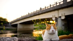 Animals sun cats Bridges rocks rivers
