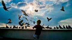 Animals sun clouds children Birds Pigeons Boys! flying playing 