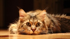 Animals sun eyes cats