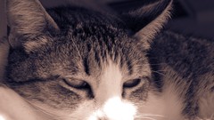 Animals sun eyes cats ears little outdoors sunlight ktty cat