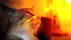 Animals sun eyes cats lightbulb sun
