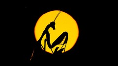 Animals sun insects silhouettes