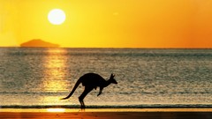 Animals sun silhouettes Beaches kangaroos