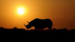 Animals sun silhouettes rhinoceros