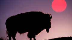 Animals sun silhouettes yellowstone bison