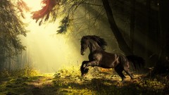 Animals sun summer Horses sunlight forests