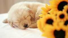Animals Sunflowers Puppies Dogs sleeping pets