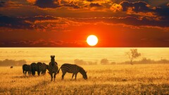 Animals sunset sky zebras Africa landscape sun nature savannah