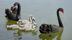 Animals Swans animal