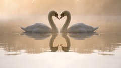 Animals Swans photo manipulations