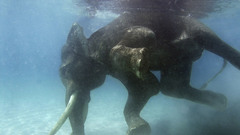 Animals swimming elephants underwater
