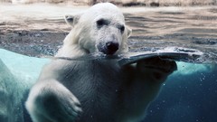 Animals swimming Polar Bears