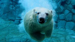 Animals swimming Polar Bears