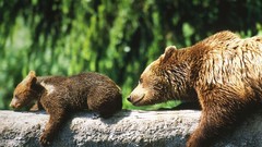 Animals switzerland Bears bing brown bears baby animals