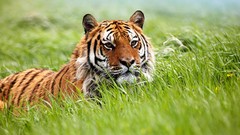Animals tall grass Siberian tiger
