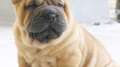 Animals tan Dogs shar